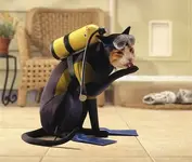 scuba-cat.webp