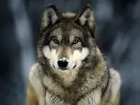 grey-wolf.webp