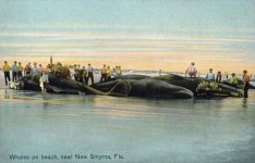 Whales_on_Beach,_near_New_Smyrna,_FL.jpg