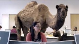 geico camel1.jpg