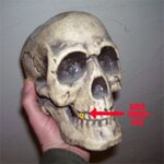 SKULL N  TOOTH.jpg