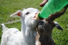 goat-kid-bottle.webp