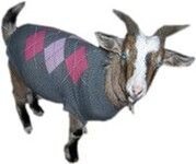 goatTonalArgyle.jpg