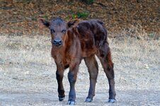 DSC_2798calfsmsz.JPG