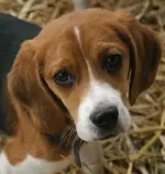 beagle-puppy-photos.webp