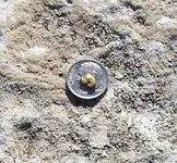 quartzsite fetus nugget.webp