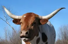 Longhorn.webp