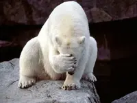 polar-bear-facepalm.webp