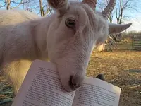 Goat-eats-book.webp