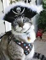 pirate cat.webp