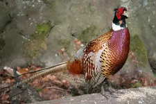 pheasant.webp