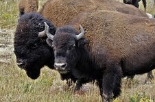 bison-56610_640.jpg