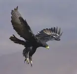 eagle-inflight.webp