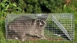 RacoonLiveTrap.webp