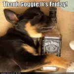 Drinking-Dogs-Jack-Daniels.webp