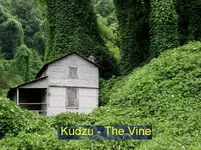 Kudzu.webp