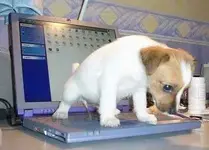 bad-dog-laptop.webp