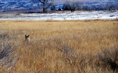 field coyote 1.jpg