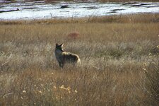 field coyote.jpg