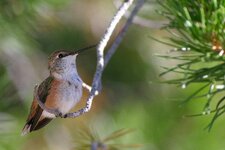 hummers 7-27-7 006_RT8.jpg