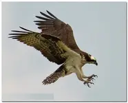 osprey_6356_lr.webp