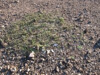 Broken glass, china and green grass.jpg