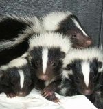 baby_skunks 1.jpg