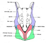 pelvic%20girdle-rat.webp