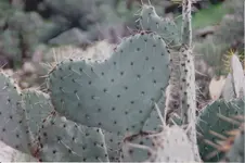 Prickley Pear Heart.webp