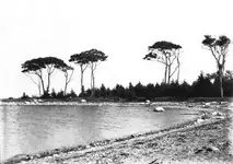 Oak Island - oak trees.webp