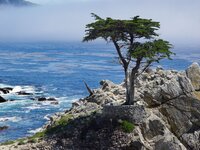 17_mile_drive_cypress.jpg