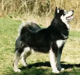 Malamute.webp