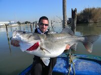 bass%u002520european%20%20Dicentrarchus%20labrax%20big%20fishes%20huge%20world%20record%20larges.jpg