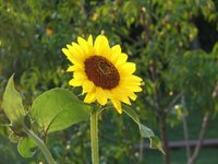 sun flower 001.JPG