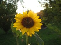 sun flower 002.JPG