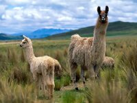 Llama-wallpapers-alpacas-and-llamas-28337713-1600-1200.jpg