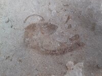 Fish Fossil.jpg