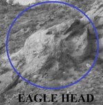 Eagle head.jpg