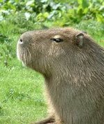 capybara.jpg