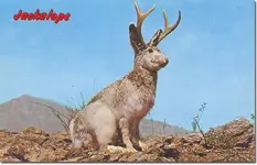 jackalope.webp