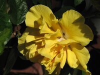Yellow Hibiscus closeup.JPG