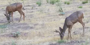 Mule_Deer_in_Zion_Canyon.webp