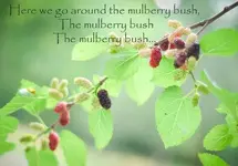 Here-we-go-around-the-mulberry-bush.webp