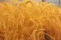 wheat.webp