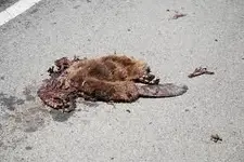 road kill.webp