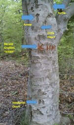 Sign Tree (1).jpg