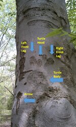 Sign Tree (3).jpg