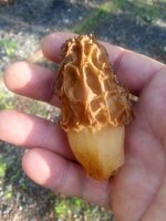 Morel2.jpg