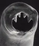 hookworm.webp