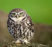 little owl 600.webp